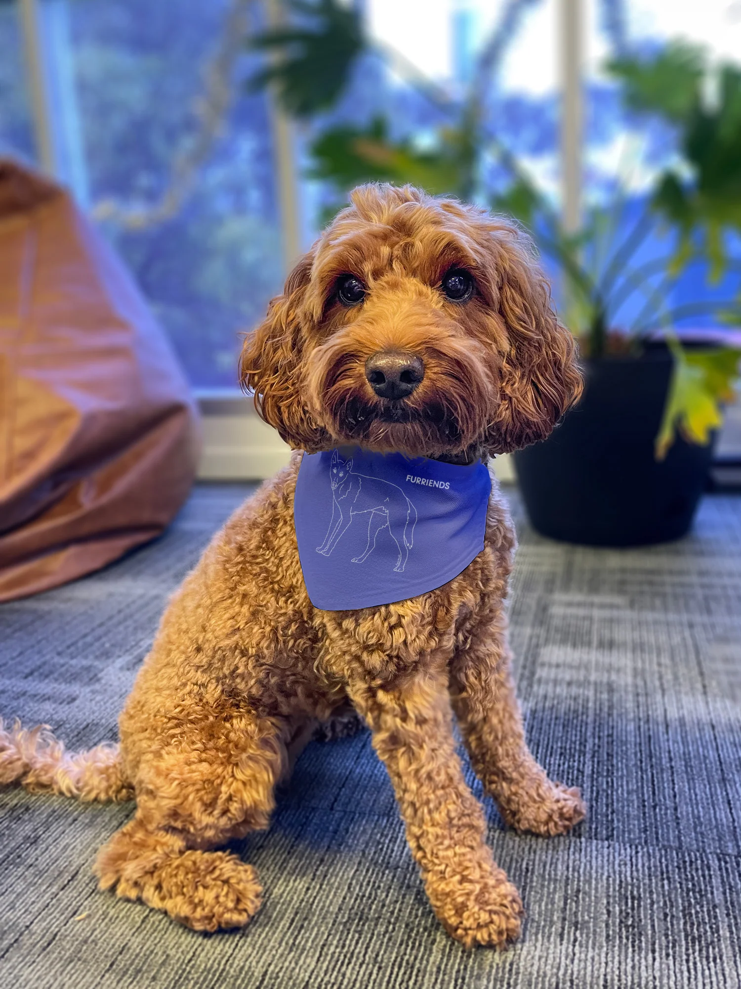 Dingo Reversible Dog Bandana With Collar - Image 4