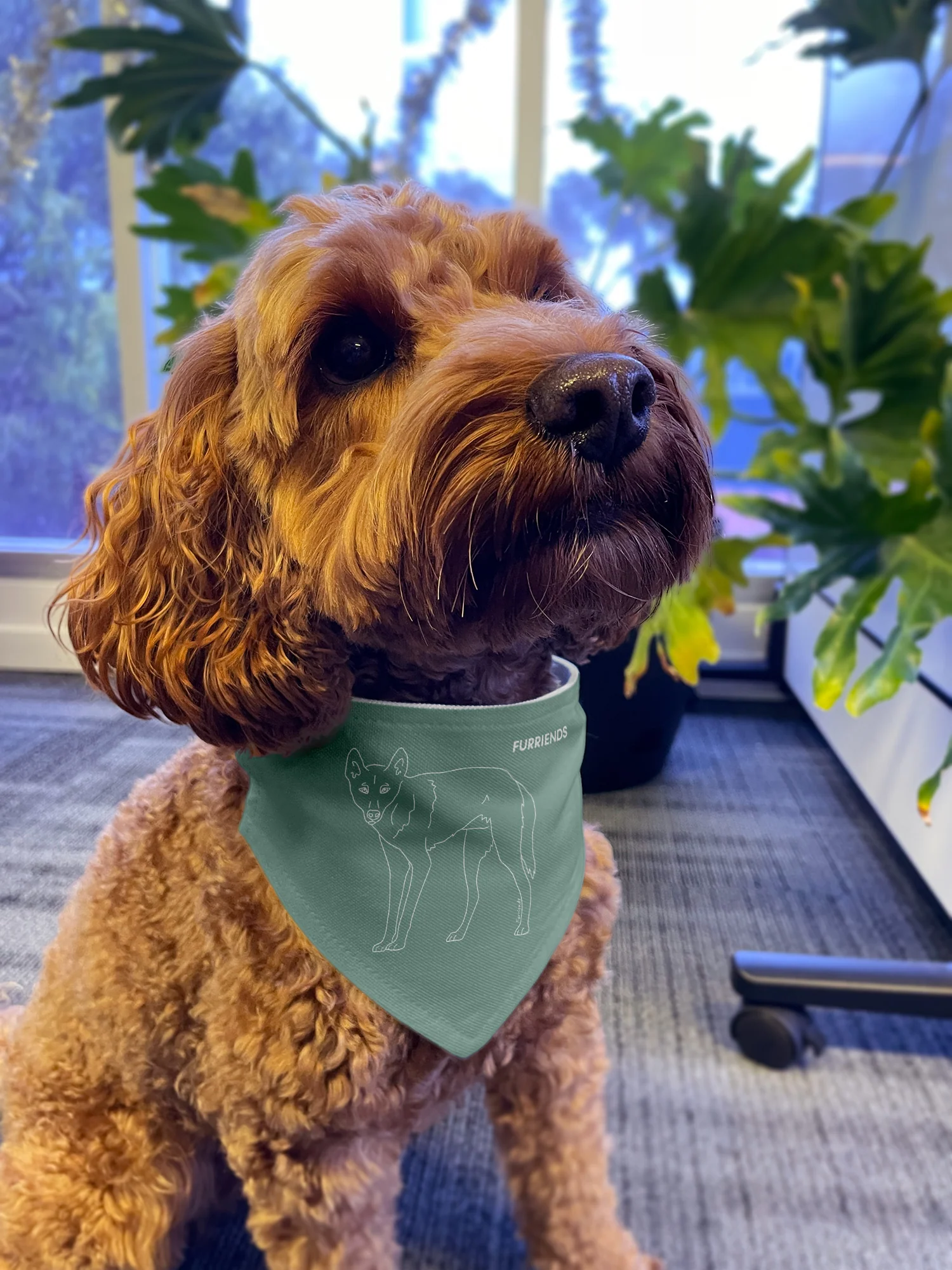 Dingo Reversible Dog Bandana With Collar - Image 5