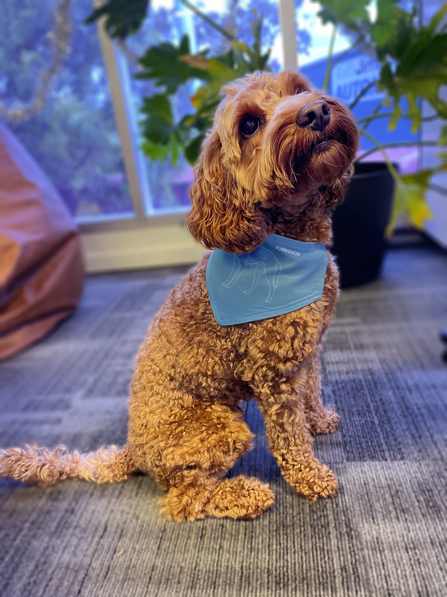 Dingo Reversible Dog Bandana With Collar - Image 6