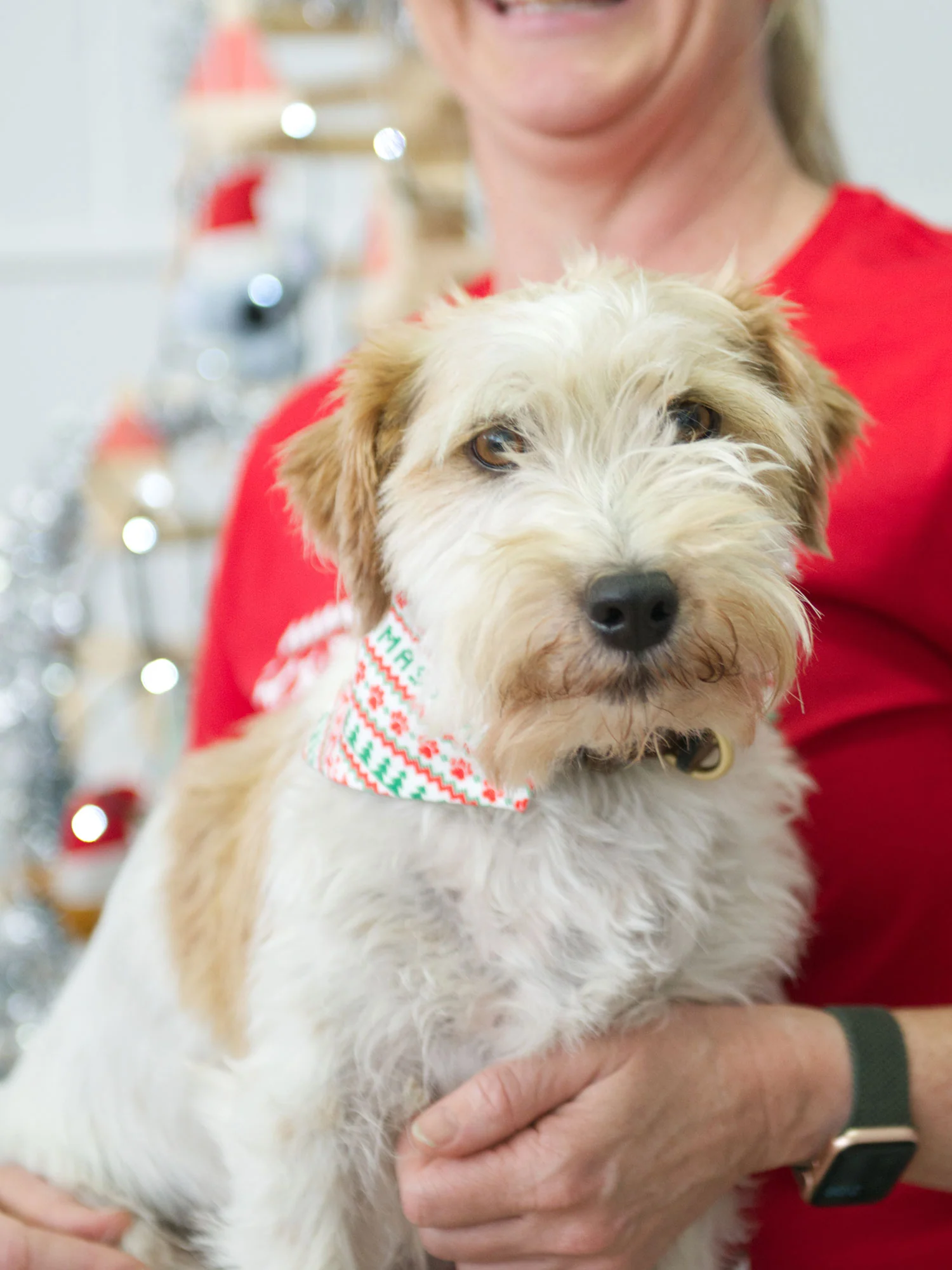 Merry Dogmas Reversible Dog Bandana With Collar - Image 3