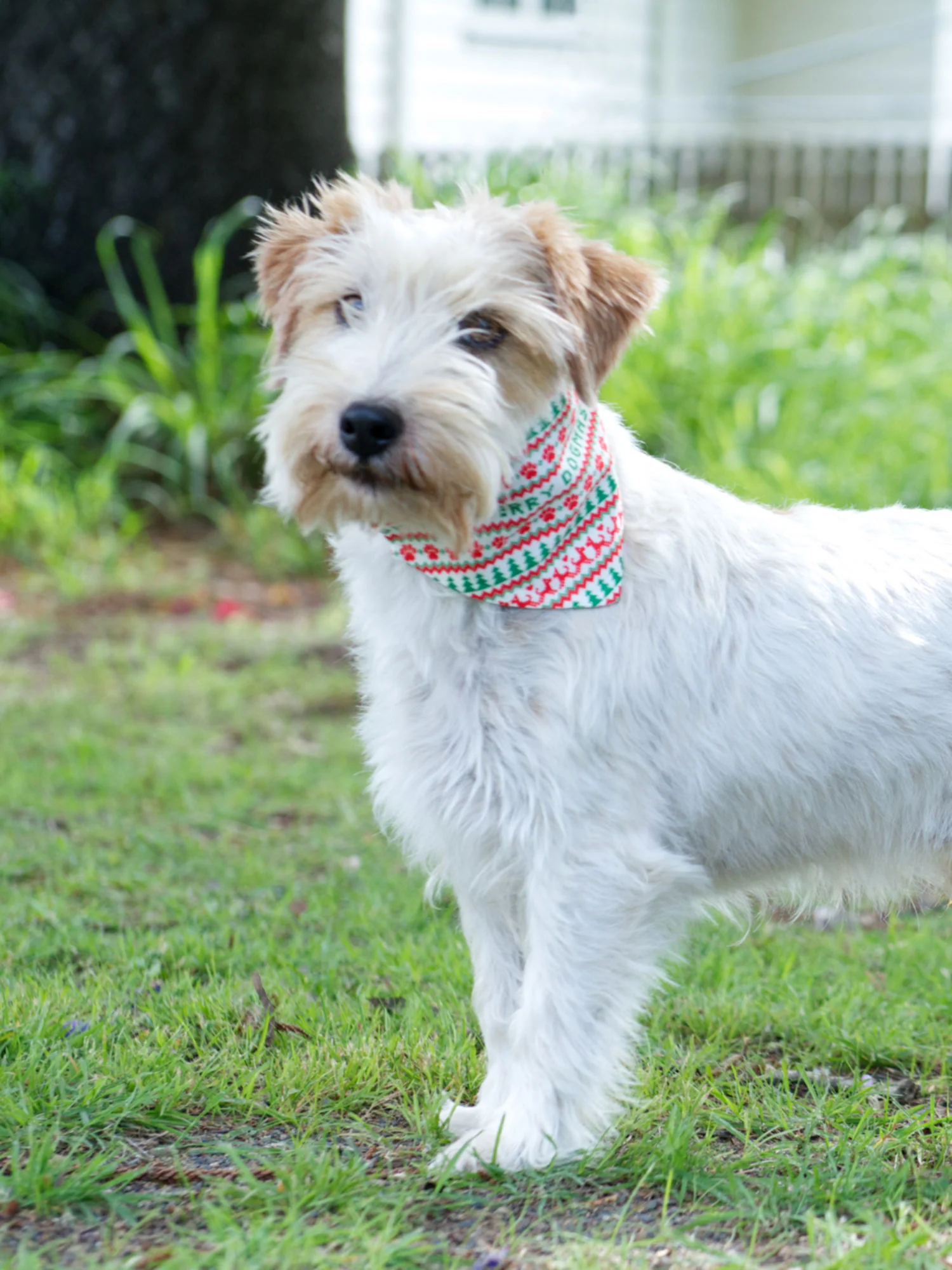 Merry Dogmas Reversible Dog Bandana With Collar - Image 4
